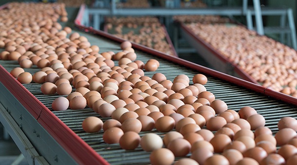 Foto - Kan pıhtısı olan yumurtayı yemek zararlı mı?