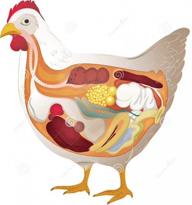 Foto - Kan pıhtısı olan yumurtayı yemek zararlı mı?