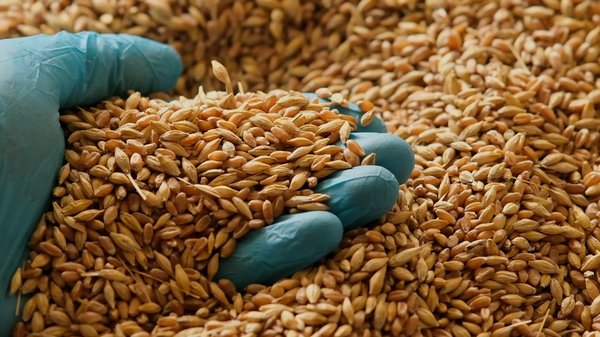 Foto - Kan şekerini anında dengeliyor! Diyabetin doğal ilacı olarak biliniyor