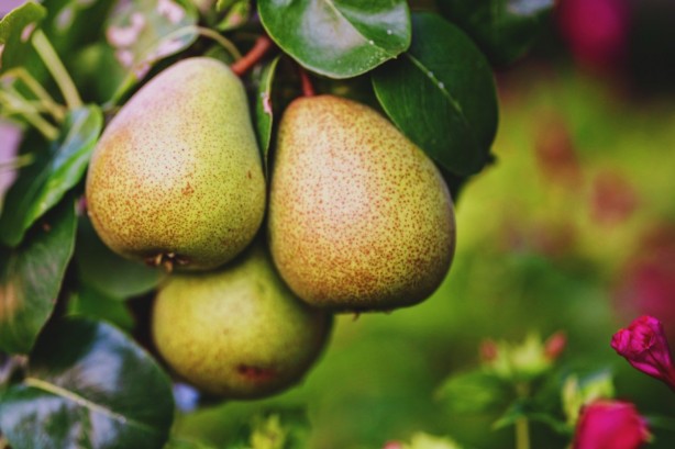 Foto - Kan şekerini yükseltmeyen meyveler