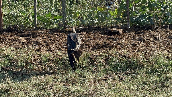 Kanadı yaralandı göç yolculuğu yarım kaldı