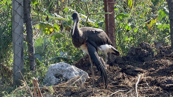 Foto - Kanadı yaralandı göç yolculuğu yarım kaldı