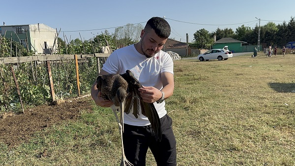 Foto - Kanadı yaralandı göç yolculuğu yarım kaldı