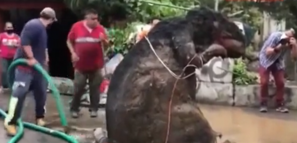 Foto - Kanalizasyondan çıkarıldı! Dev fare görenleri dehşete düşürdü