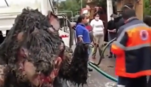 Foto - Kanalizasyondan çıkarıldı! Dev fare görenleri dehşete düşürdü