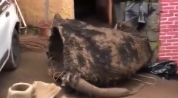 Foto - Kanalizasyondan çıkarıldı! Dev fare görenleri dehşete düşürdü