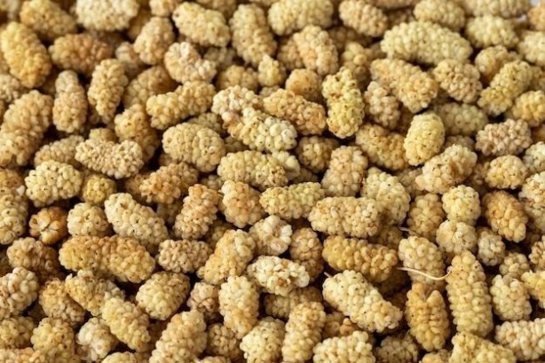 Foto - Kandaki iltihaba karşı beyaz dut kurusu kürü, öyle bir şey ki! İbrahim Saraçoğlu'ndan altın tavsiye: Bunu uygulayın