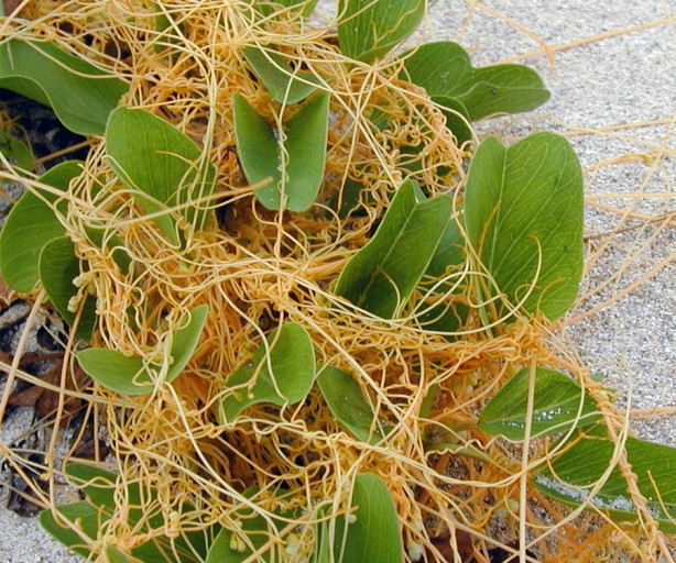 Foto - Kandaki mikropları öldürüyor! Kanı tertemiz yapan 3 bitki