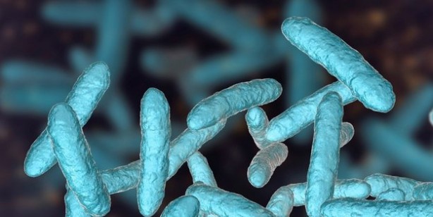 Foto - Kandaki zehri atan ilaç gibi besin kudret narı: Bilinmeyen bir özelliğini keşfettiler: Hafızaya iyi gelen süper besin