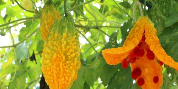 Kandaki zehri atan ilaç gibi besin kudret narı: Bilinmeyen bir özelliğini keşfettiler: Hafızaya iyi gelen süper besin