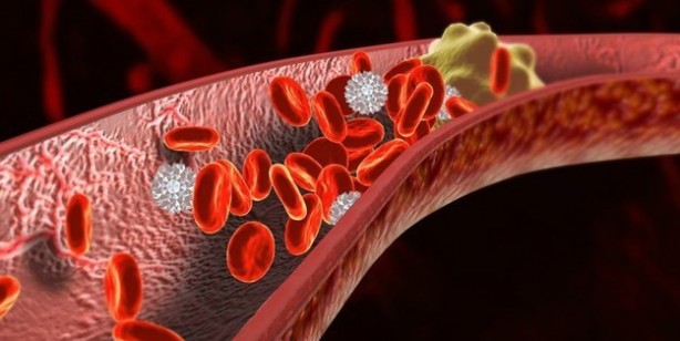 Foto - Kandaki zehri atan ilaç gibi besin kudret narı: Bilinmeyen bir özelliğini keşfettiler: Hafızaya iyi gelen süper besin