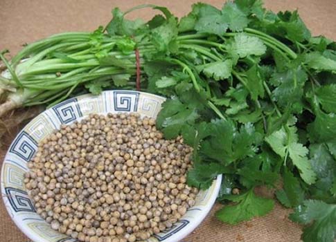 Kandaki zehri temizliyor! Kişniş kürünün muhteşem etkisi