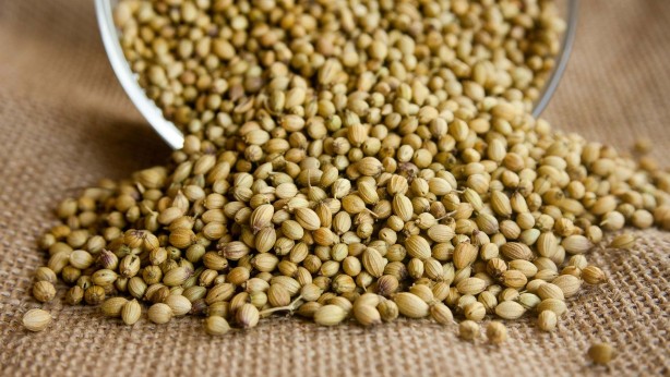 Foto - Kandaki zehri temizliyor! Kişniş kürünün muhteşem etkisi