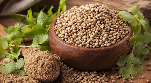 Foto - Kandaki zehri temizliyor! Kişniş kürünün muhteşem etkisi