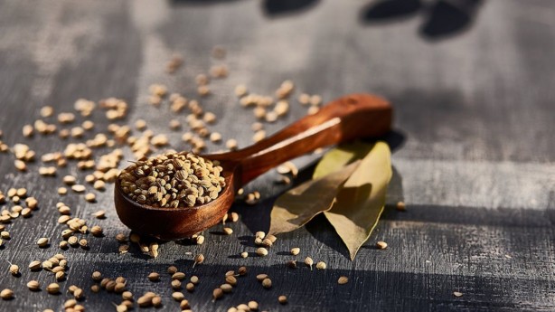 Foto - Kandaki zehri temizliyor! Kişniş kürünün muhteşem etkisi