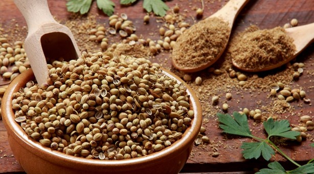 Foto - Kandaki zehri temizliyor! Kişniş kürünün muhteşem etkisi