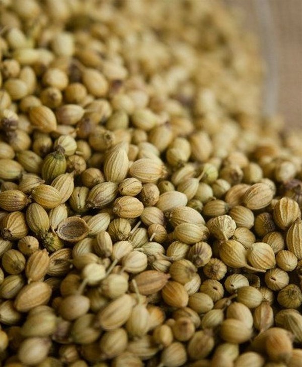 Foto - Kandaki zehri temizliyor! Kişniş kürünün muhteşem etkisi