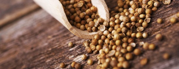 Foto - Kandaki zehri temizliyor! Kişniş kürünün muhteşem etkisi