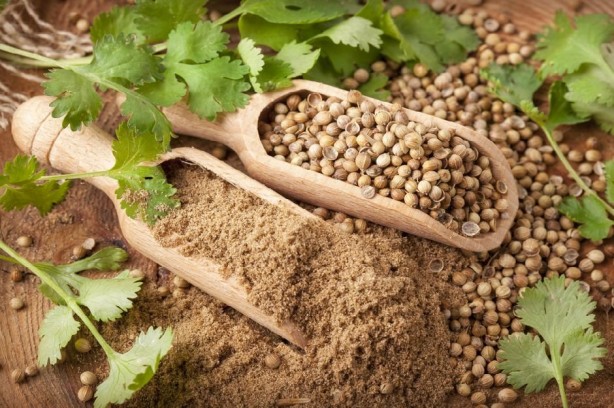 Foto - Kandaki zehri temizliyor! Kişniş kürünün muhteşem etkisi