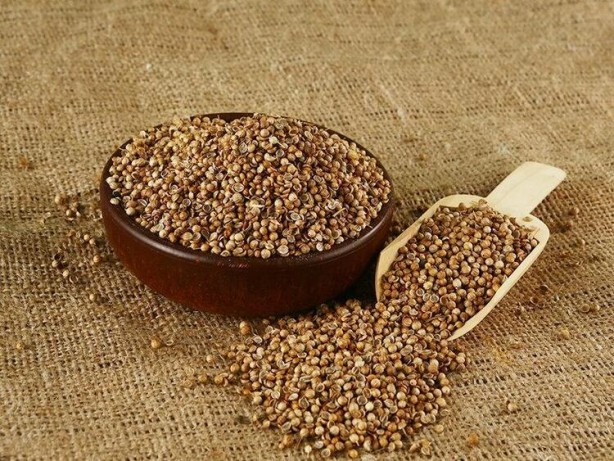 Foto - Kandaki zehri temizliyor! Kişniş kürünün muhteşem etkisi