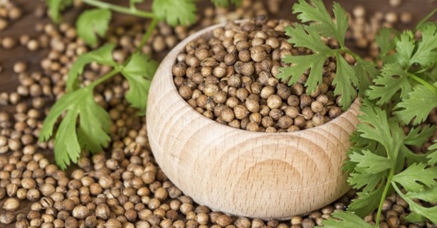 Foto - Kandaki zehri temizliyor! Kişniş kürünün muhteşem etkisi