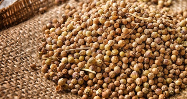 Foto - Kandaki zehri temizliyor! Kişniş kürünün muhteşem etkisi