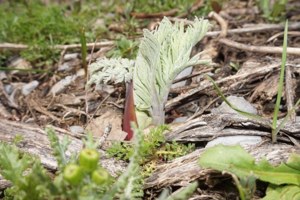 Foto - Kandil bu yüzden CHP’yi istiyor! PKK’lıların cirit attığı yere bir de şimdi bakın