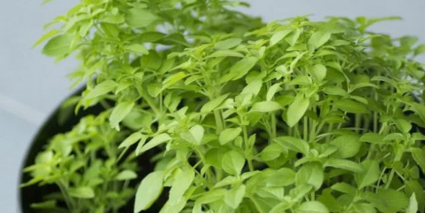 Foto - Kanı temizleyen 6 besin: Kendinizi daha iyi hissedeceksiniz! Zehri yenen, damar temizleme etkisi büyük antibiyotik 