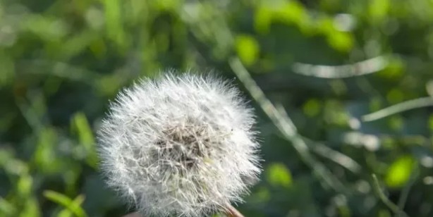 Foto - Kanı temizleyen 6 besin: Kendinizi daha iyi hissedeceksiniz! Zehri yenen, damar temizleme etkisi büyük antibiyotik 