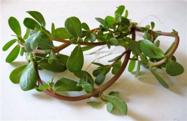 Foto - Kanser düşmanı besinlerden haberdar mısınız?