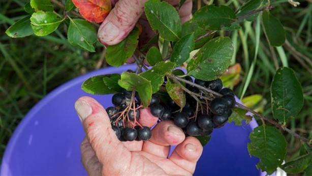 Foto - Kanser düşmanı besinlerden haberdar mısınız?