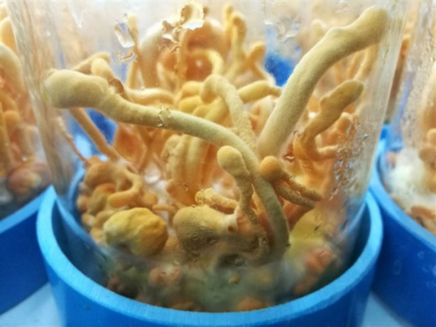 Foto - Kanser hastaları her gün bunu tüketmeli!