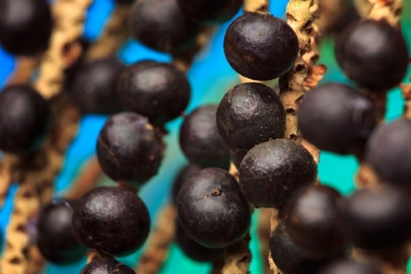 Foto - Kanser hücrelerini yok etmede en zaferli gıda: Bu besin ile daha güçlü! Görenler şifaya çok şaşıracak