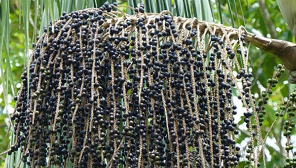 Foto - Kanser hücrelerini yok etmede en zaferli gıda: Bu besin ile daha güçlü! Görenler şifaya çok şaşıracak
