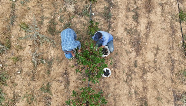 Foto - Kanser karşıtı süper meyveye, süper fiyat! 