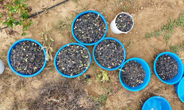 Foto - Kanser karşıtı süper meyveye, süper fiyat! 