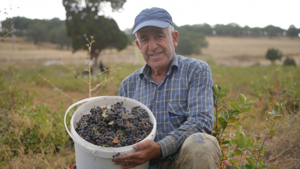 Foto - Kanser karşıtı süper meyveye, süper fiyat! 