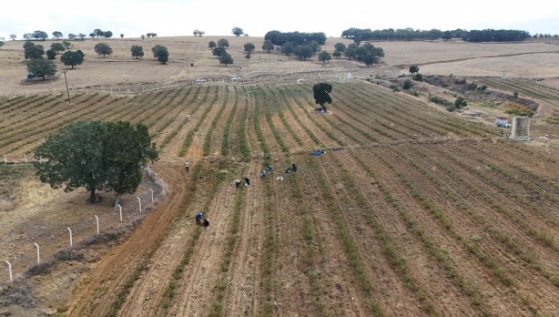Foto - Kanser karşıtı süper meyveye, süper fiyat! 