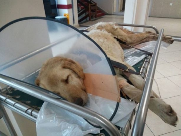 Kanser olan köpek için seferber oldular 