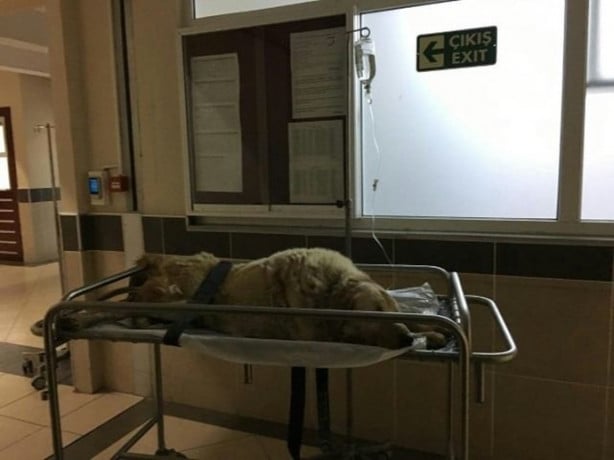 Foto - Kanser olan köpek için seferber oldular 