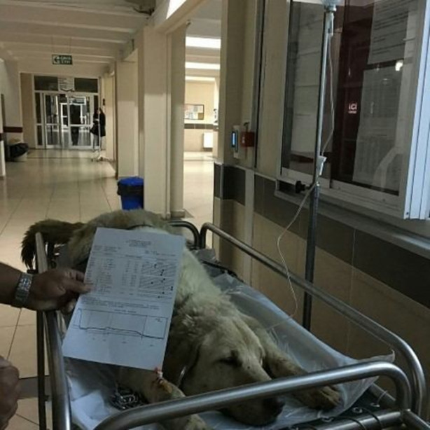 Foto - Kanser olan köpek için seferber oldular 