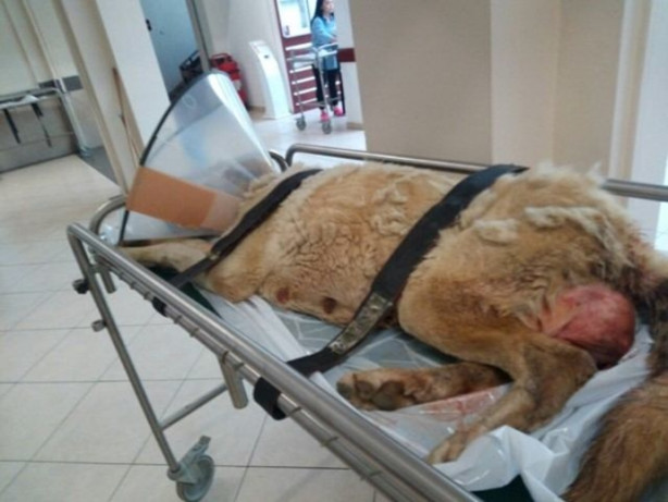 Foto - Kanser olan köpek için seferber oldular 