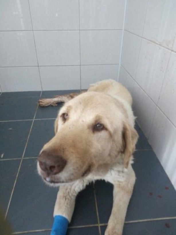 Foto - Kanser olan köpek için seferber oldular 