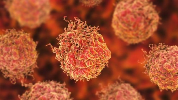 Foto - Kanser riskini azaltan sebzeler