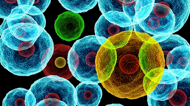 Foto - Kanser riskini azaltan sebzeler