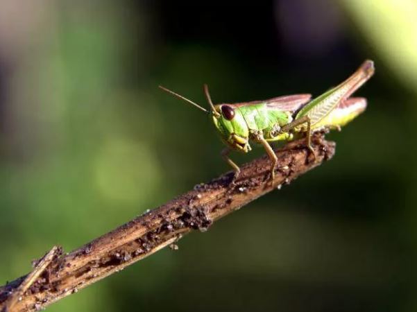 Foto - Kanser tespiti için cyborg çekirge