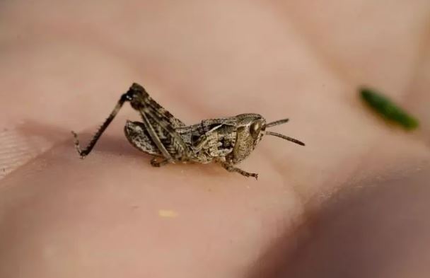 Foto - Kanser tespiti için cyborg çekirge