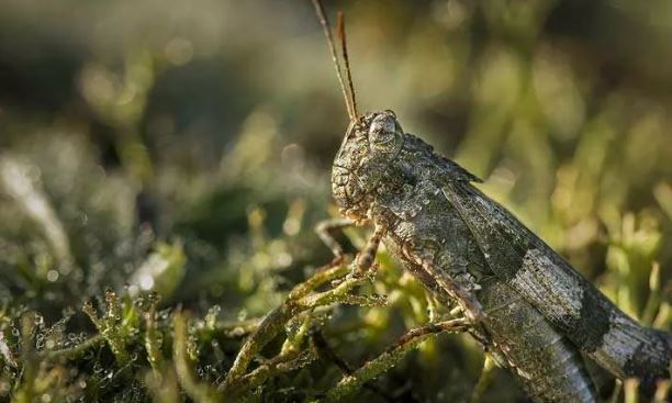 Foto - Kanser tespiti için cyborg çekirge