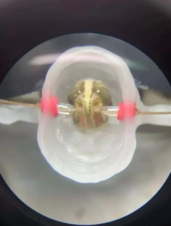 Foto - Kanser tespiti için cyborg çekirge