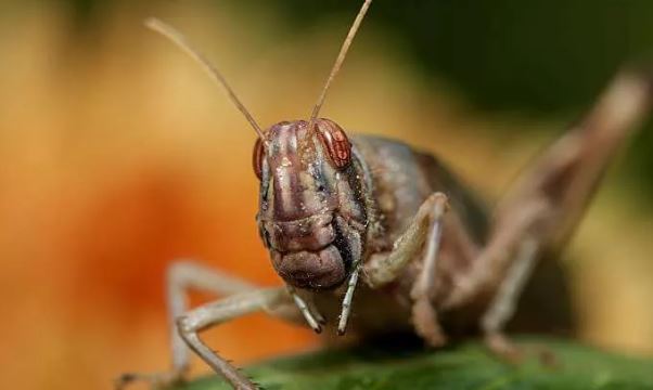 Kanser tespiti için cyborg çekirge